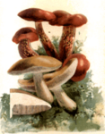 Gewürze & Kräutervon H bis M
