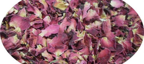 Rosenblüten – Blätter rot