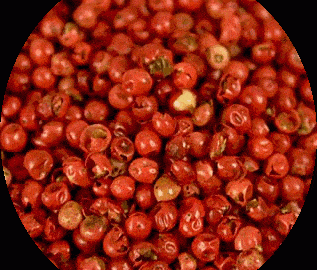 Pfeffer rot Schinusbeere