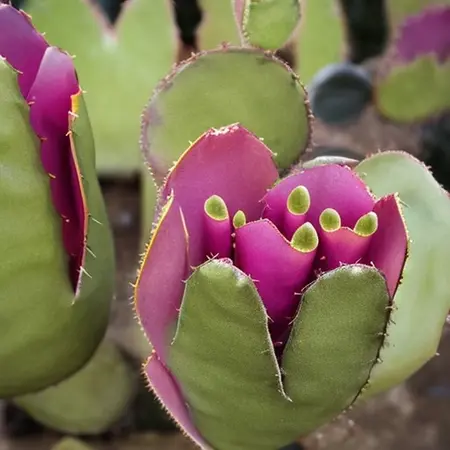 feigenkaktusblüte
