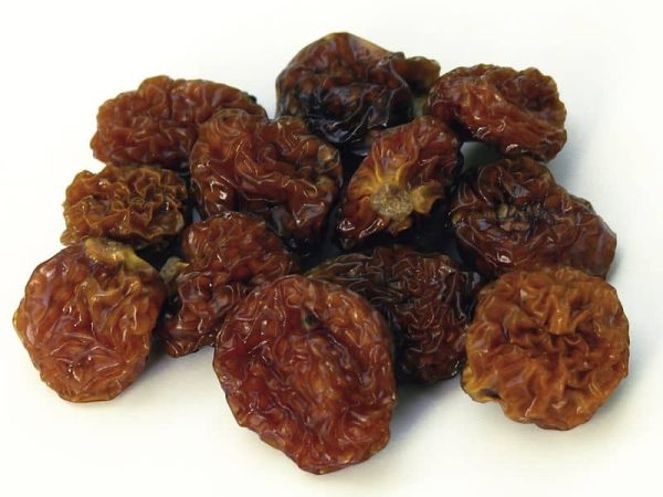 Physalis